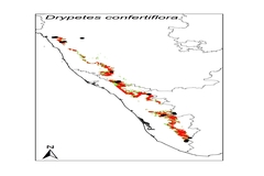Drypetes confertiflora